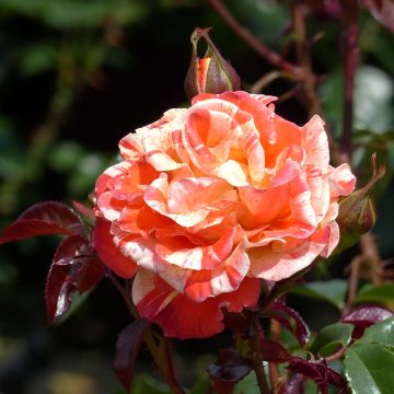 Rosier Oranges and Lemons - Rosa (x) floribunda