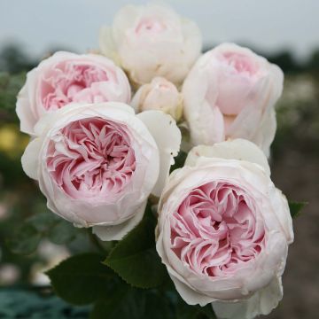 Rosier Parfuma Duchesse Christiana / La Belle Rouet