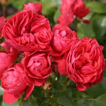 Rosier Patio Rose Cherry Girl