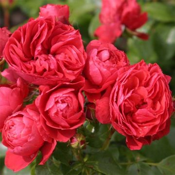 Rosier Patio Rose Cherry Girl