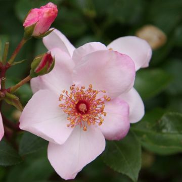 Rosier à fleurs groupées Astronomia