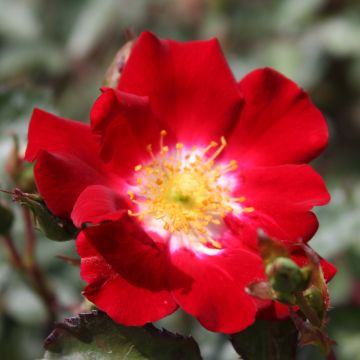 Rosier arbustif Rouge Meillandécor