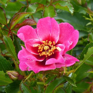 Rosier Queen Babylon Eyes - Rosa (x) persica