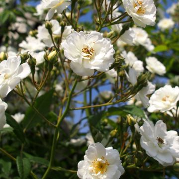 Rosier Rambling Rector - Rosier liane