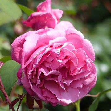 Rosier à grandes fleurs Line Renaud