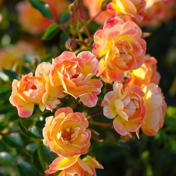 Rosier Bees Paradise Fruity