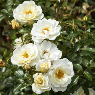 Rosier Bees Paradise Ivory