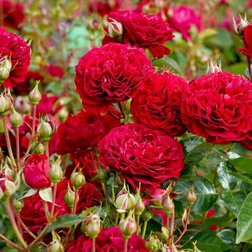 Rosier à fleurs groupées Bordeaux