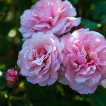 Rosier Botticelli
