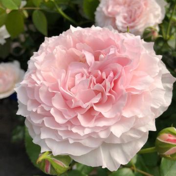 Rosier à fleurs groupées Catherine Meurisse