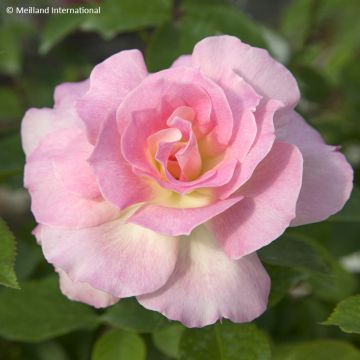 Rosier à fleurs groupées Charles Aznavour