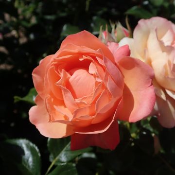 Rosier à fleurs groupées Coral Lions-Rose