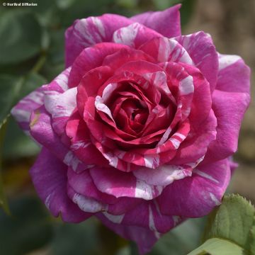 Rosier à fleurs groupées Fizzy Lady