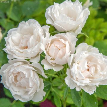 Rosier à fleurs groupées Crème Chantilly