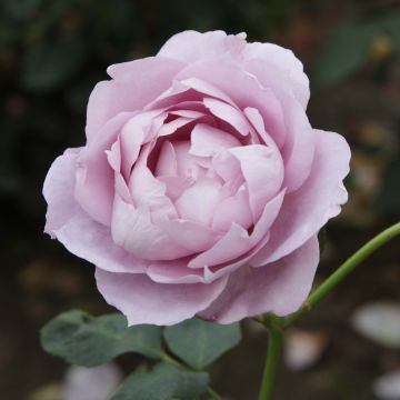 Rosier à fleurs groupées Novalis en racines nues