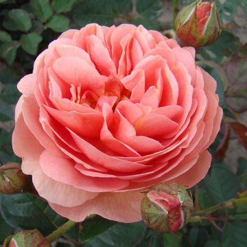 Rosier à fleurs groupées Park Abbey Rose