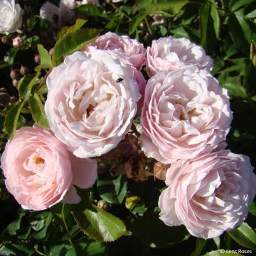 Rosier à fleurs groupées Rose de la petite Chabotte