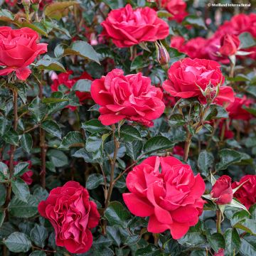 Rosier à fleurs groupées Rose du CICR®