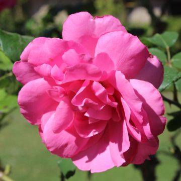 Rosier à fleurs groupées Sylvie Vartan