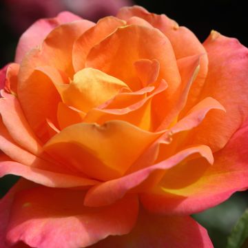 Rosier à fleurs groupées Tobago