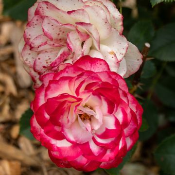 Rosier à fleurs groupées Message d'Espoir Meishamalo