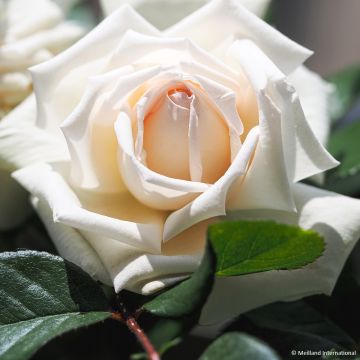 Rosier à grandes fleurs Jardins de Bagatelle 'Meimafris'