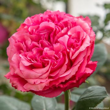 Rosier à grandes fleurs Audrey Fleurot