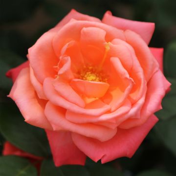 Rosier à grandes fleurs Catherine Deneuve