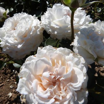 Rosier à grandes fleurs Catherine Frot