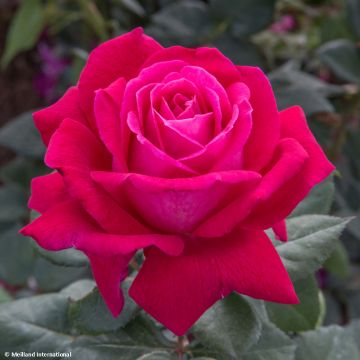 Rosier à grandes fleurs Elégance Française