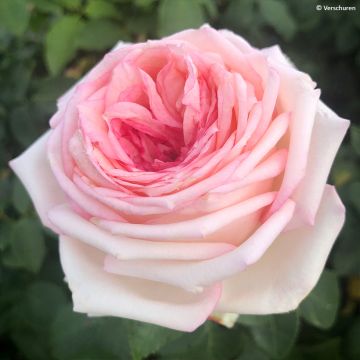 Rosier à grandes fleurs Eleganza Meine Rose