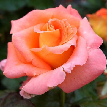 Rosier à grandes fleurs Eriko Takeda