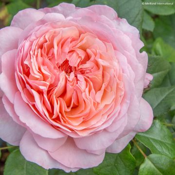 Rosier à grandes fleurs Princesse Charlène de Monaco Meidysouk