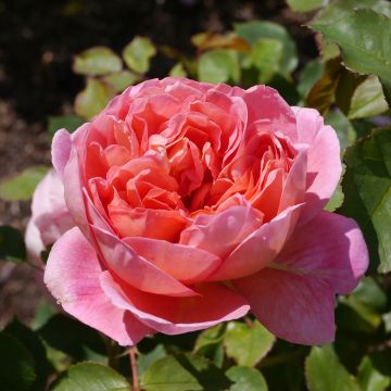 Rosier buisson à grandes fleurs La Gaité Tan 13522