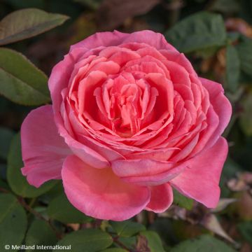 Rosier à grandes fleurs Liv Tyler