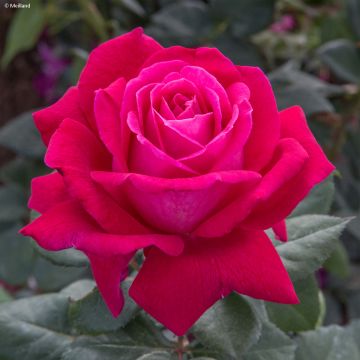 Rosier à grandes fleurs Elégance Française