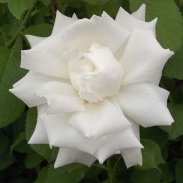 Rosier à grandes fleurs Pape Jean-Paul II en racines nues