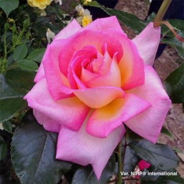 Rosier à grandes fleurs Parfum de Nantes