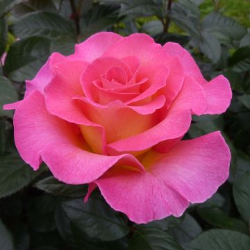 Rosier à grandes fleurs Pink Paradise en racines nues