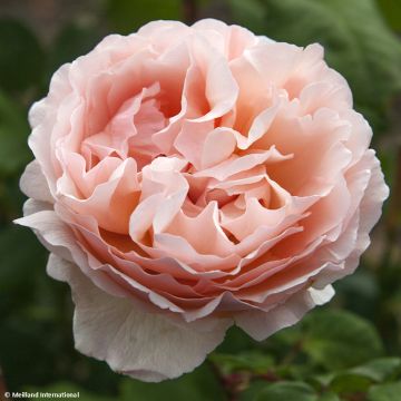 Rosier à grandes fleurs Princesse Charlène de Monaco