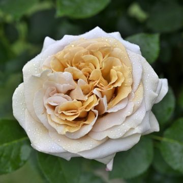 Rosier à grandes fleurs Simone Veil