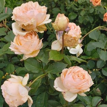 Rosier à grandes fleurs Anahe