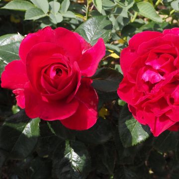 Rosier à grandes fleurs Rose Clos Vougeot
