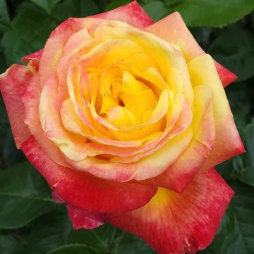 Rosier à grandes fleurs Rose der Hoffnung KORamflusa