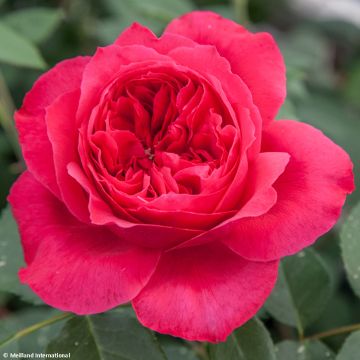 Rosier à grandes fleurs Ruban Rouge 'Meiprehmyr'
