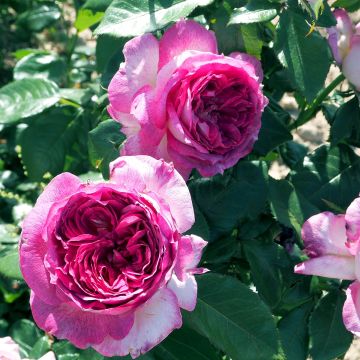 Rosier à grandes fleurs Thierry Marx 