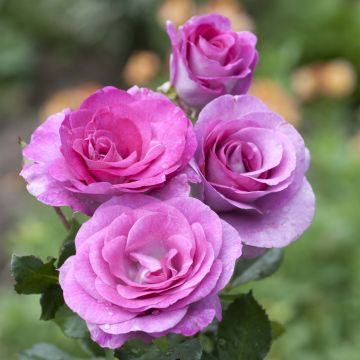 Rosier à grandes fleurs Violette Parfumée