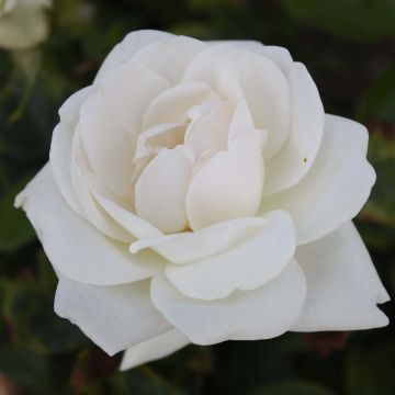 Rosier à grandes fleurs Virgo