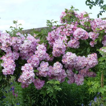 Rosier liane Blush Rambler - Rose ancienne