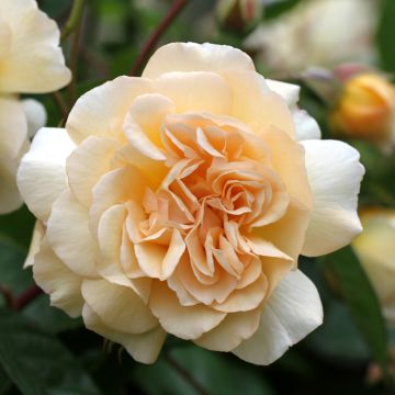 Rosier ancien Buff Beauty - Rosa (x) moschata